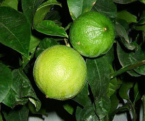 Bergamot