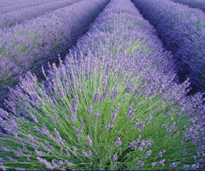 Lavender