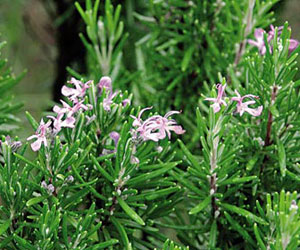 Rosemary